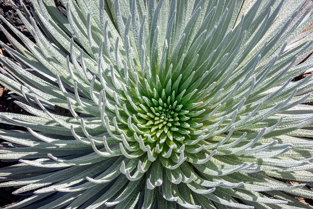 Haleakala silversword-Maui-Hawaii-USA